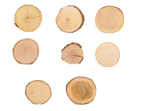 Sectional view of tree Stock Photos
