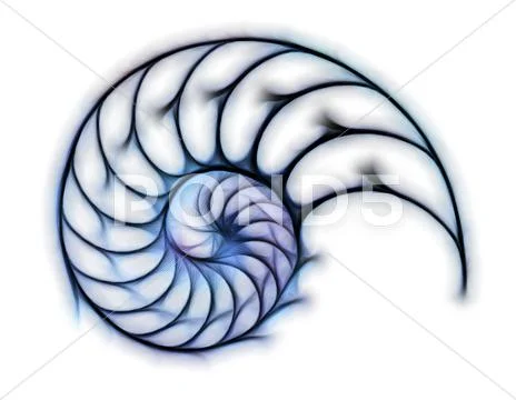 Sectioned Shell Of A Nautilus Artwork Stock Image Everypixel