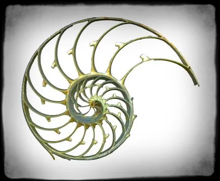Sectioned shell of a nautilus, artwork Stock Illustration