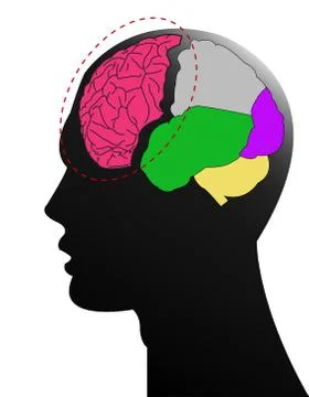 Sections of human brain イラスト素材