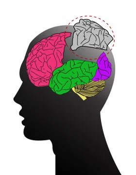 Sections of human brain Illustrazione stock