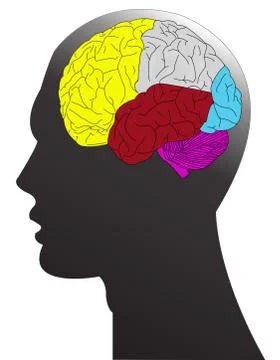 Sections of human brain イラスト素材