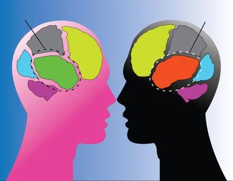 Sections of human brain Stock Illustration