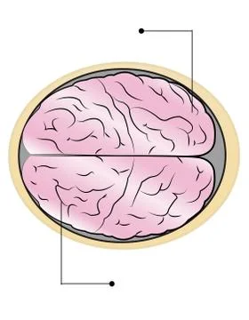 Sections of human brain Illustrazione stock