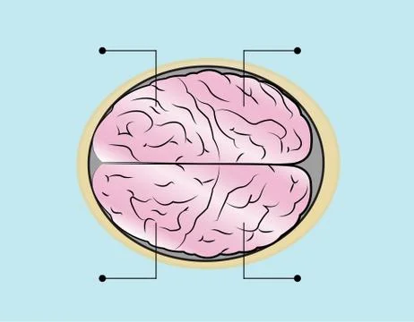 Sections of human brain Illustrazione stock