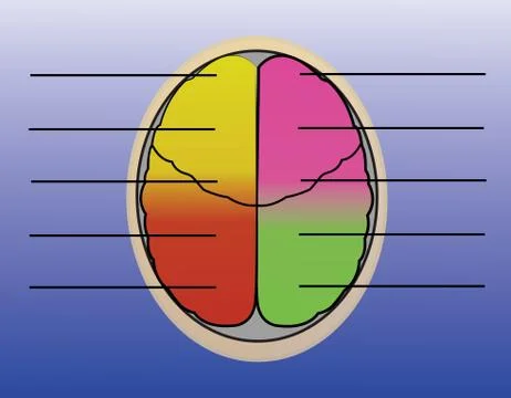 Sections of human brain Stock Illustration