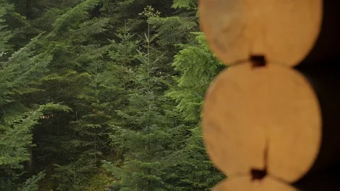 Sections of Logs of Old Wooden Wall Fir-Trees Coniferous Forest is Behind Stock Footage 71632273