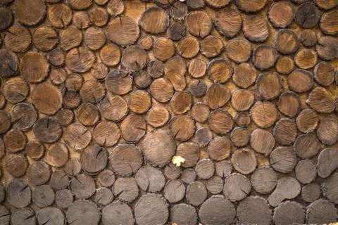 Sections of tree trunks. Wooden wall background Stock Photos