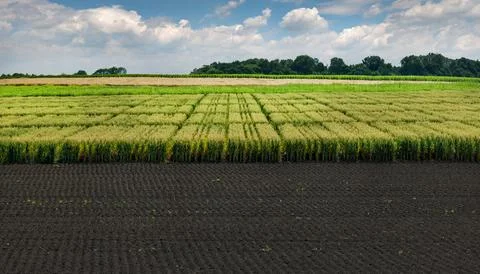 Sectors with different types of cereals and cultivated land and sky with clou Stock Photos