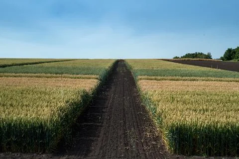 Sectors of the research plot of agriculture, the road demarcates plots with d Stock Photos