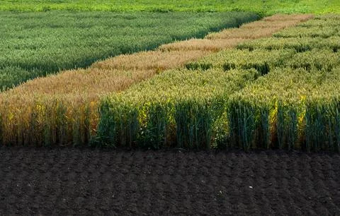 Sectors of various types of cereal varieties Stock Photos