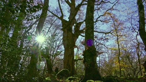 Secular maple in the beech forest. Abruzzo, Italy, Europe Stock Footage 144223687