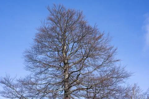 Secular mountain tree Stock Photos