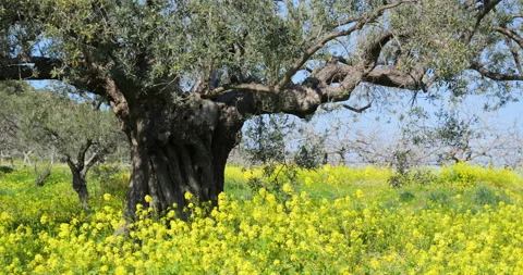 Secular olive tree and yellow blossom meadow in the spring breeze Video stock 303767635