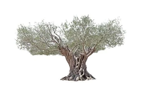 Secular olive tree isolated on white background. Stock Photos
