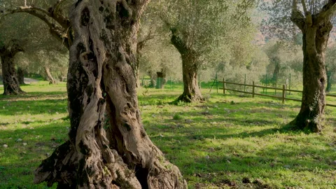 Secular olive trees in the Parco dell'olivo Nature Reserve in Venafro Stock Footage 170401368