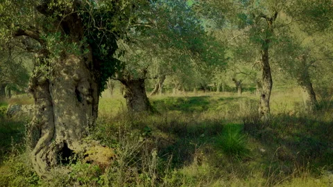 Secular olive trees in the Parco dell'olivo Nature Reserve in Venafro Stock Footage 170401604