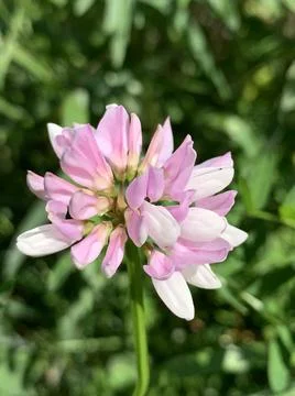 Securigera Stock-Fotos