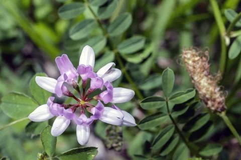A Securigera varia 库存照片