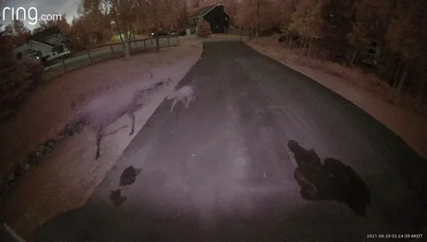 Security Camera Captures Bear Chasing Moose, Anchorage, Alaska, USA - 19 Jun 202 Video stock 205347972