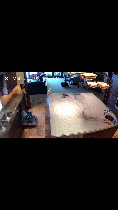 Security Camera Catches Naughty Parrot Breaking a Glass, Boise, Idaho, USA - 15  Stockbeeldmateriaal 331085341