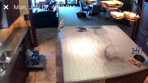 Security Camera Catches Naughty Parrot Breaking a Glass, Boise, Idaho, USA - 19  Stockbeeldmateriaal 331085342