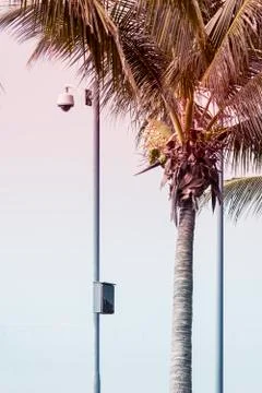 Security camera CCTV hangs in garden for surveillance Stock Photos
