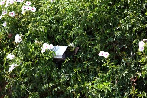 Security camera hidden in greenery Stock Photos