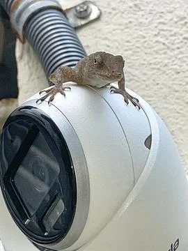 Security camera Lizard Stock Photos