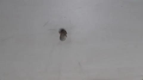 Security camera spies Stock-Footage 1070189