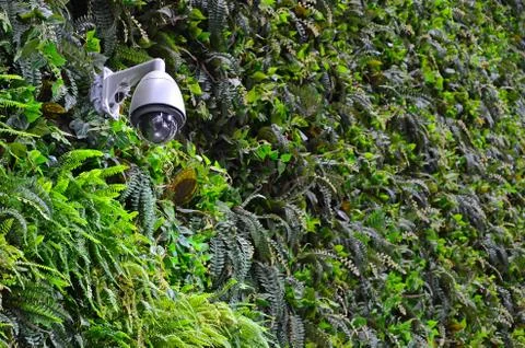 Security CCTV camera mounted on the wall of building with a lot of green plants Stock Photos