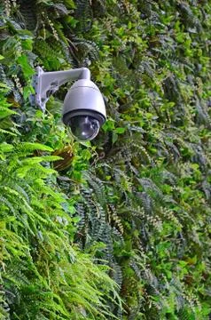 Security CCTV camera in office building, mounted on the wall with green plants Stock Photos
