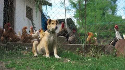 A security dog on a farm inspects the area near the chicken coop and guards them 스톡 동영상 196287932