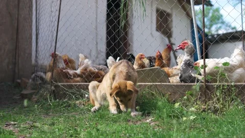 A security dog on a farm inspects the area near the chicken coop and guards them Stock Footage 202341925