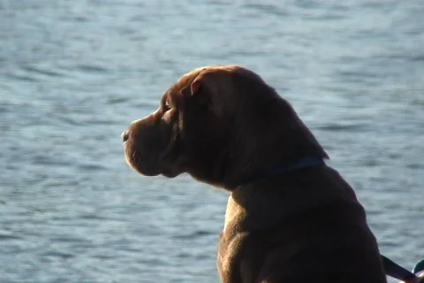 Security dog Stock Footage
