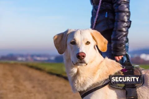 Security dog Stock Photos