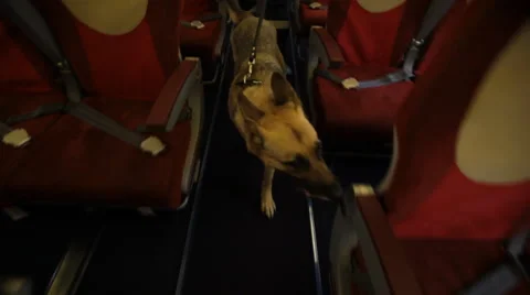 Security officer with dog checked the cabin Video stock 42017037