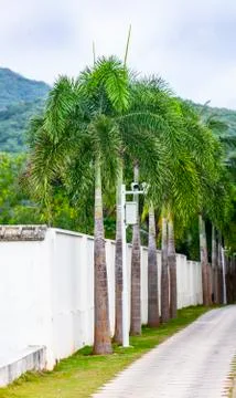Security video camera on a palm tree stem Stock Photos