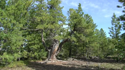 Сedar grove 動画素材 170056217