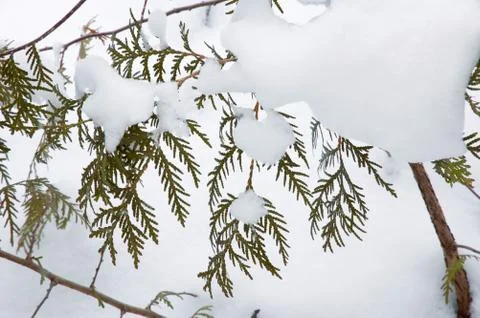 Sedar tree Stock Photos