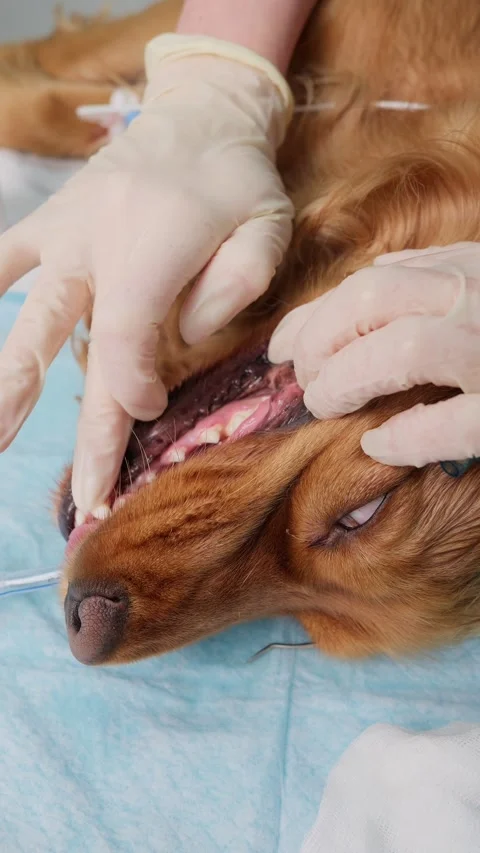 Sedated english cocker spaniel receiving professional veterinary dental cleaning 스톡 동영상 341703725