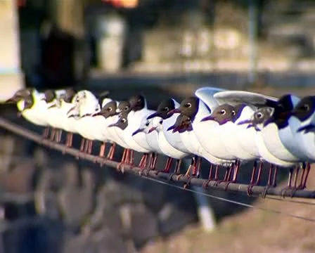 Sedentary seagulls on a rope Stock Footage 10843127