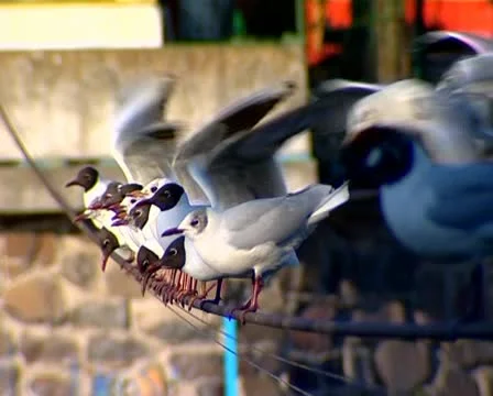 Sedentary seagulls on a rope Stock Footage 10843134
