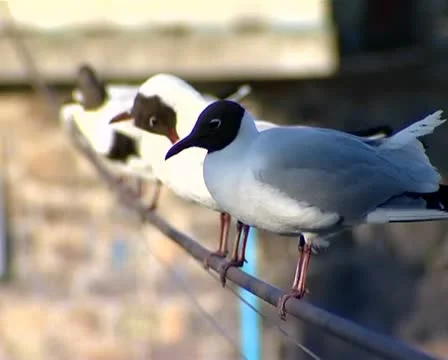 Sedentary seagulls on a rope Stock Footage 10843158