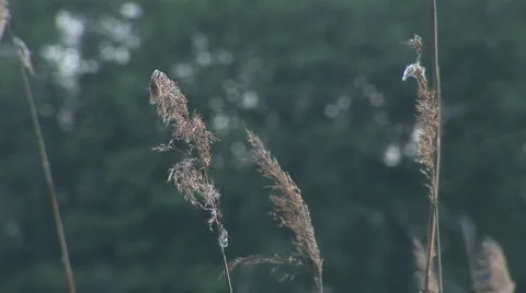 Sedge 1 Stock Footage 5503961