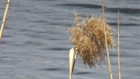 The sedge above the water Stock Footage 75825337