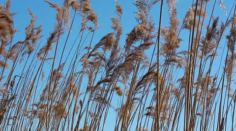 Sedge against the  sky Stock Footage 22540642