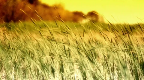 Sedge and wind slow mo7-1 Stock Footage 757728
