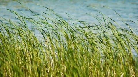 Sedge and wind1 Stock Footage 739993