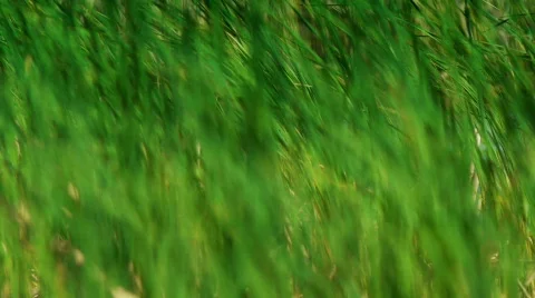 Sedge and wind3 Stock Footage 740000